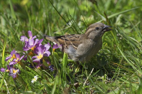 A curious female house sparrow (Passer domesticus) in spring-flowering grass with light flower accents, Baden-W&uuml;rttemberg, Germany