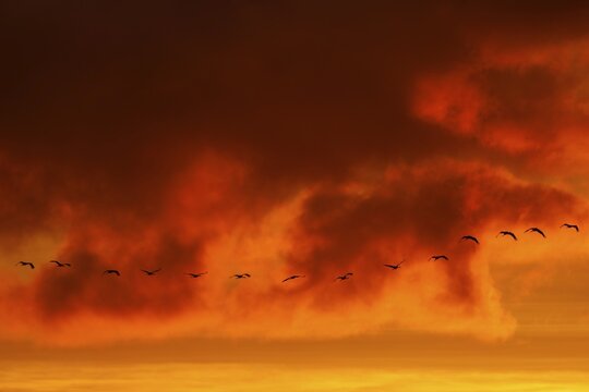 Birds flying in the darker sky with strong orange and dramatic clouds at sunset, Crane (Grus grus) wildlife, Western Pomerania Lagoon National Park, Zingst, Mecklenburg-Western Pomerania, Germany