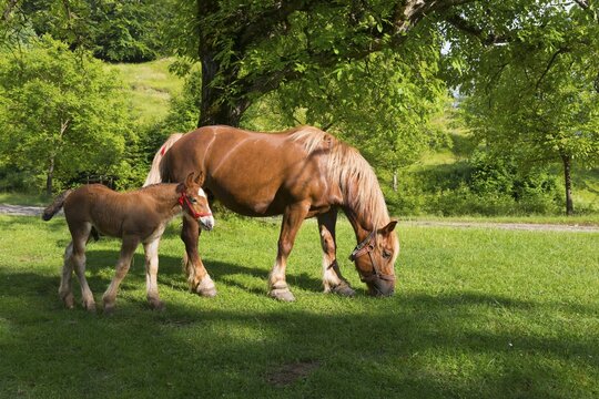 A bay horse and foal grazing peacefully in a sunny pasture next to a tree, foal and dam, Nucet, Bihor, Kreisch region, Romania