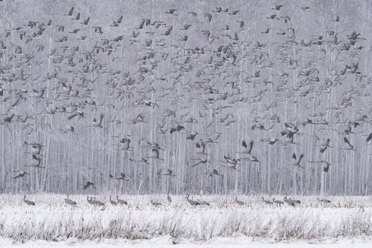Resting cranes (grus grus) in snowy winter landscape, bird migration, Oldenburger M&uuml;nsterland, Goldenstedt, Lower Saxony, Germany
