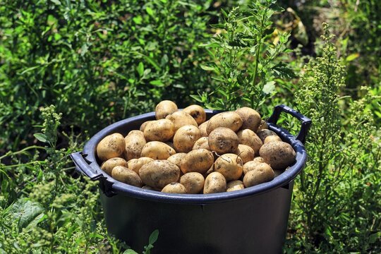 Potato harvest, freshly harvested potatoes in a bucket, St Martin's, Isles of Scilly, Cornwall, England, United Kingdom