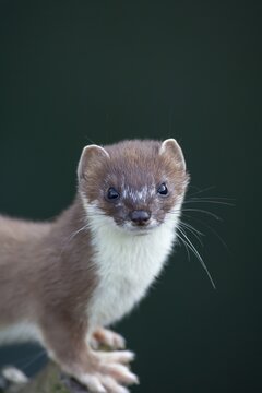 European stoat (Mustela erminea) adult animal portrait, United Kingdom