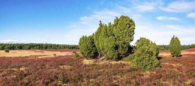 Panorama of the L&uuml;neburg Heath with blooming heather and juniper, Lower Saxony, Germany
