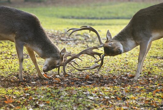 Fallow Deer (Dama dama), in a play-fight, captive, Lower Saxony, Germany