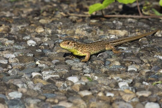 A sunbathing female sand lizard (Lacerta agilis) lying on a stony ground in a natural environment, Baden- W&uuml;rttemberg, Germany