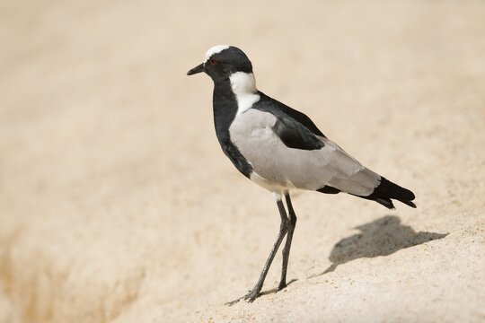 Blacksmith Plover or Blacksmith Lapwing (Vanellus armatus), captive, Lower Saxony, Germany