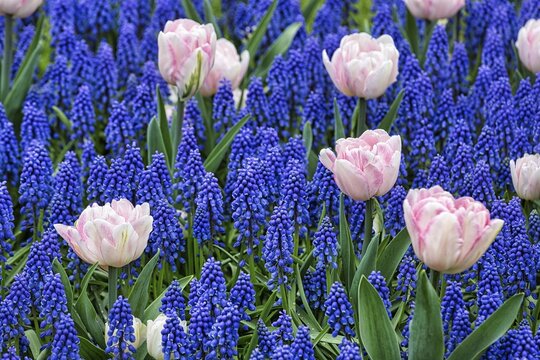 Pink tulips (Tulipa) and grape hyacinths (Muscari), Keukenhof Garden, Lisse, Bollenstreek, South Holland, Netherlands
