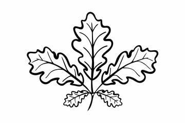 Fototapeta premium Black and white vector illustration of an oak leaf design with wavy edges and detailed veins on a white background