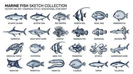 Marine Fish Sketch Collection: Vector Line Art, Engraved Style, Educational Icons © budi