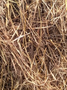 Dry Golden Rice Straw Texture Background, Close Up of Natuarl Hay pattern,Organic Farm Agriculture Materal