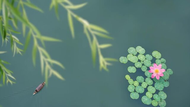 Water lilies and floating duckweed on the water surface