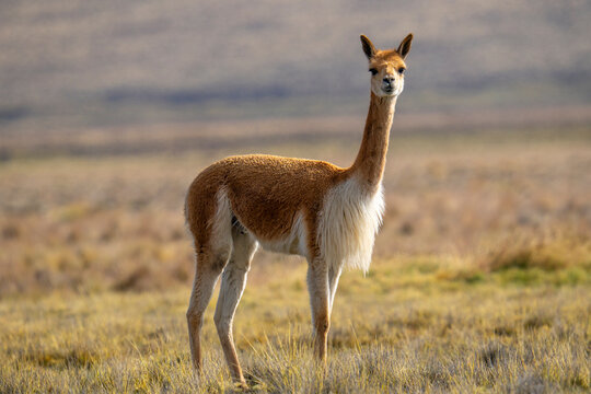 Wild vicuna standing in the high-altitude plains of Pampa Canahuas national reserve in Arequipa, Peru