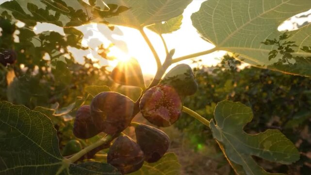 Ripe figs hang on green leaves with golden sunlight, capturing the essence of a serene orchard setting