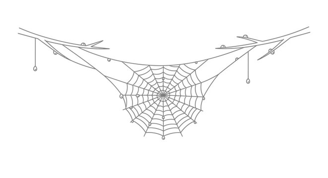 Intricate spider web hanging between two rustic tree branches.