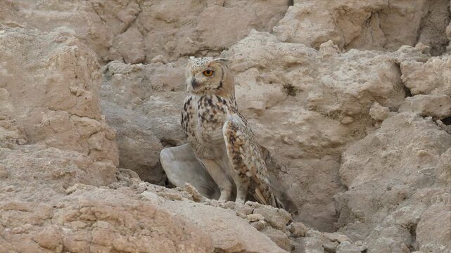 Video of Pharaoh Eagle-Owl perches alertly on rugged, sunlit rocks on desert and looking around in high wind. Its mottled feathers blend with the dusty terrain. Sharp eyes gaze forward