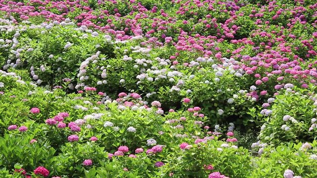 【千葉県茂原市】服部農園あじさい屋敷の紫陽花畑