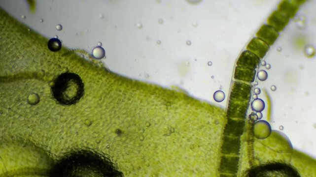 Microscopic view of textured kelp surface and segmented Spirogyra algae with air bubbles and copy space