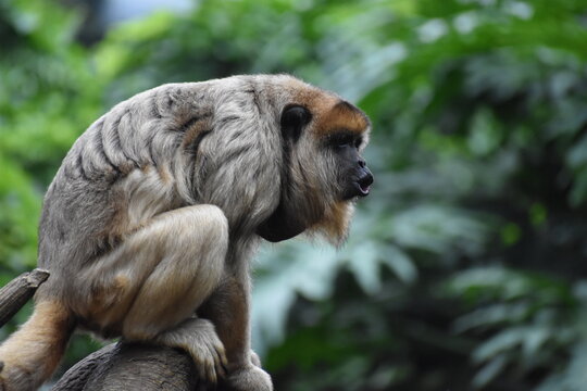 Howler Monkey