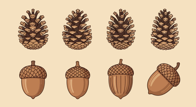 Forest elements set with pine cones and acorns, graphic illustration