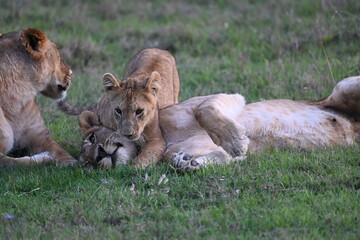 lioness and cubs © Melia