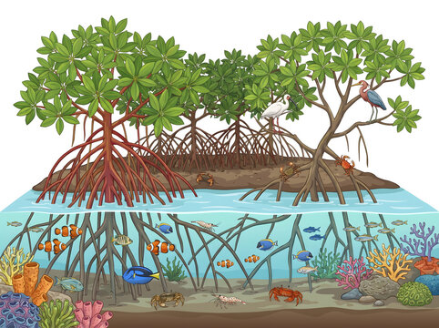 Illustration of a vibrant mangrove ecosystem with diverse marine life, including fish, coral, and crustaceans