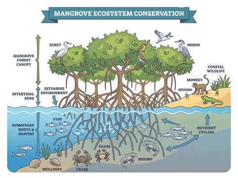 An illustrative cross-section detailing the intricate biodiversity and ecological functions within a healthy mangrove ecosystem, emphasizing its vital conservation