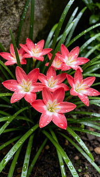 The Fresh Beauty of Dewy Pink Rain Flowers.