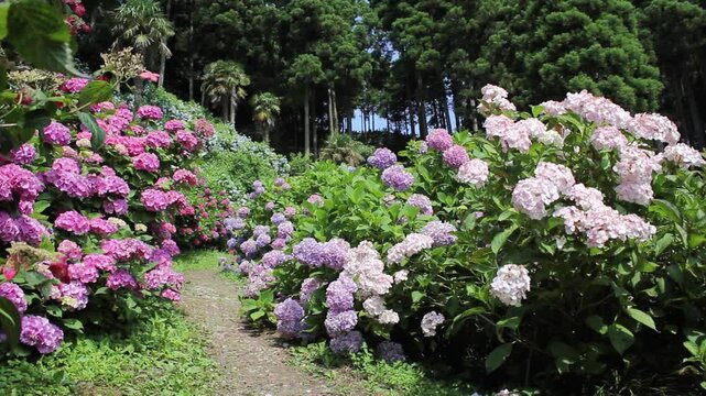 【千葉県茂原市】服部農園あじさい屋敷の紫陽花畑の小道