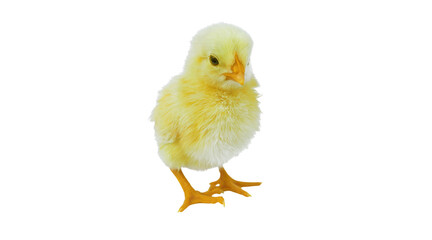 chicken, chick, baby, bird  PNG on Transparent background © dword