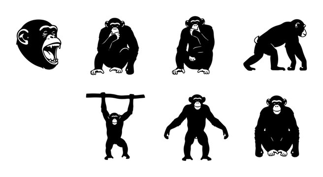 Chimpanzee Vector Icons, Primate Silhouettes, Ape Wildlife Graphics, Monkey Behavior Poses, Zoo Animal Illustrations, Simian Collection