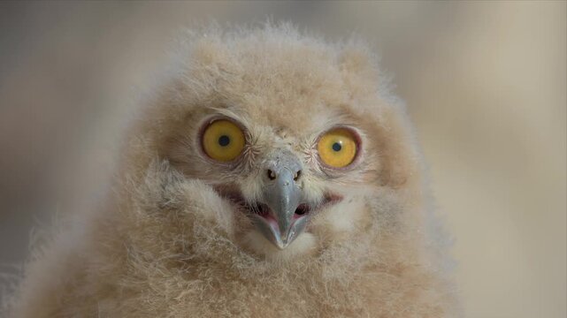 Fluffy young owl with wide, curious yellow eyes. Soft beige feathers frame its tiny beak. Intense gaze suggests wonder or alertness. Perfect for nature, wildlife, or parenting themes