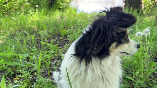 Fluffy-eared derpy dog in the grass.