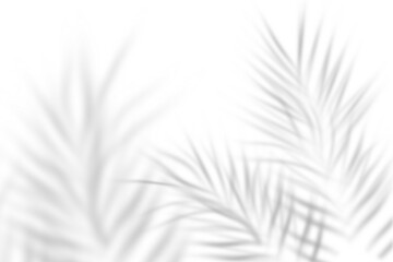 Abstract palm leaves shadow overlay background © vectortouch0