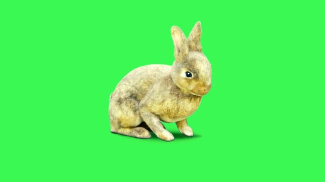 Bunny on a green background.