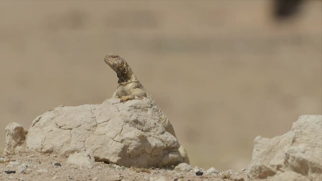 video of a Spiny-Tailed Lizard in its natural desert habitat,Lizard is laying on the ground in the desert. 