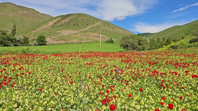 Colorful spring meadow of red wildflowers and yellow blooms beneath rolling green hills and a bright blue sky with soft white clouds.
📍 Marivan, Kurdistan, Iran 