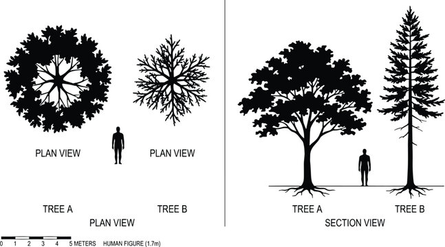 Architectural tree silhouettes in plan and section view, landscape design symbols with human scale, black and white vegetation vector set for site plans