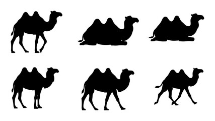 Dromedary Camel Silhouettes, Desert Wildlife Vector Icons, Animal Poses Collection, Black Silhouette Set, Travel and Safari Graphics © Farzana