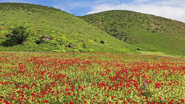 Colorful spring meadow of red wildflowers and yellow blooms beneath rolling green hills and a bright blue sky with soft white clouds.
📍 Marivan, Kurdistan, Iran 