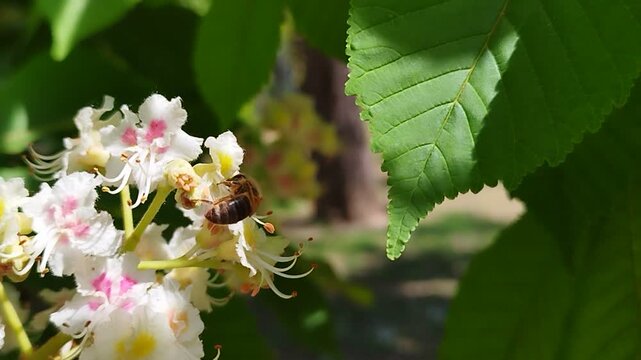 Close-up of the flower of a blooming horse chestnut tree (Aesculus hippocastanum) as it moves in the wind and a little bee flies around and occasionally lands on it.