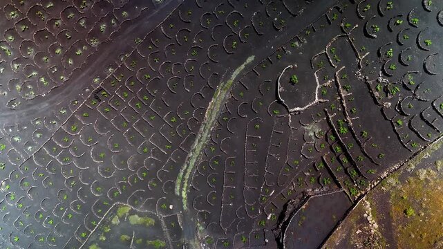 Top down aerial view of Malvasia grape vines in La Geria, Lanzarote