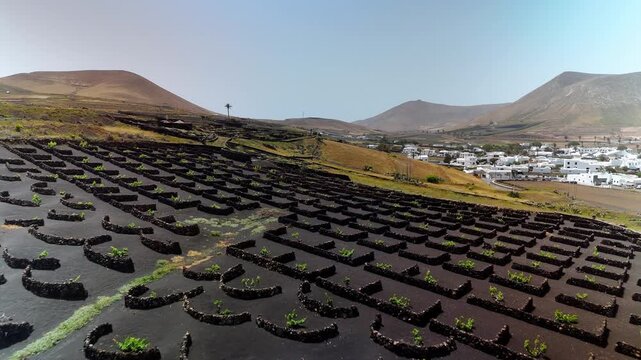 Aerial view of Malvasia vineyards and white houses in Uga, Lanzarote
