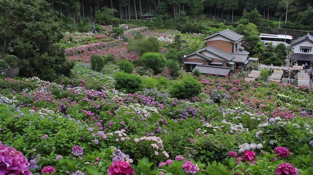 【千葉県茂原市】服部農園あじさい屋敷の全景