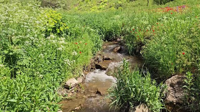 Spring meadow with a flowing stream, lush green hills, wildflowers, and a bright blue sky with scattered white clouds creating a peaceful natural landscape.
📍 Marivan, Kurdistan, Iran 