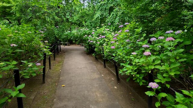梅雨の季節の本土寺　千葉県松戸市