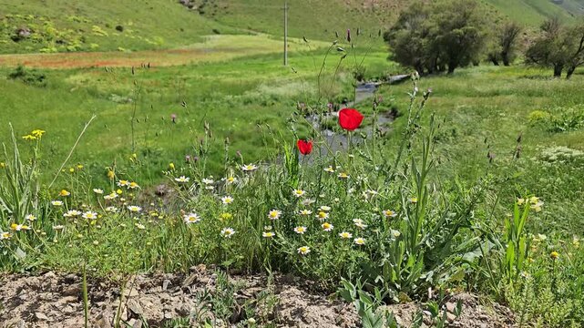 Spring valley with a flowing stream, white daisies and red poppies in lush green hills under a bright blue sky with soft clouds.
📍 Marivan, Kurdistan, Iran 