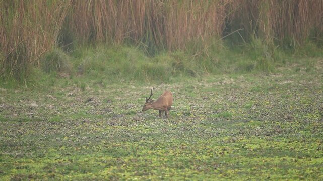 A cinematic shot of a rare Barasingha swamp deer grazing in the lush wetlands of India. Suitable for wildlife documentaries and environmental sustainability projects.