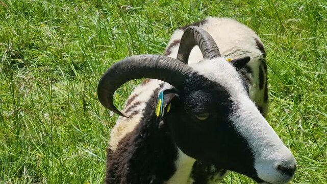 Close-up of a horned Jacob sheep with its distinctive black and white fleece standing in a lush green pasture in the canton of Bern, Switzerland, filmed on a sunny spring day