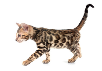 bengal kitten in studio © cynoclub