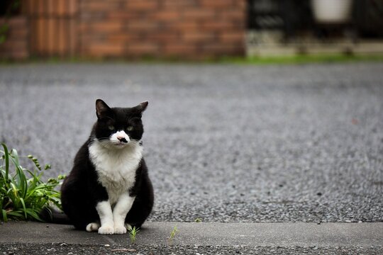 前足を揃えて門の前で待つ姿がかわいい黒白の野良猫
